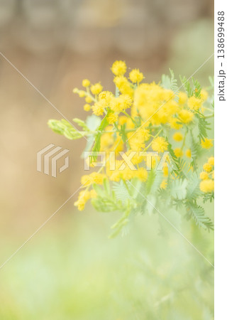 春の訪れを告げる黄色いミモザの花【春】 138699488