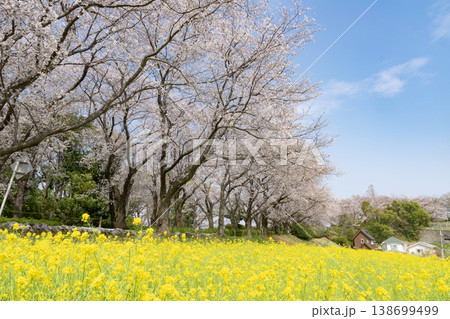 菜の花と桜のある風景 138699499