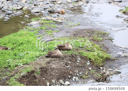 川岸で休んでいるカルガモ 川岸で休んでいるカルガモ 138699509