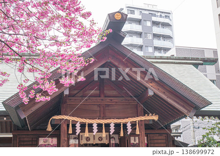 満開のカワツザクラが咲く神社【春】 138699972