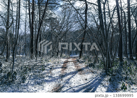日差しの入る雪の林道の風景 a-2 寒色 日差しの入る雪の林道の風景 a-2 寒色 138699995