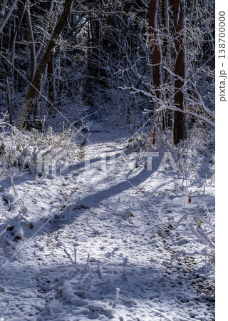 日差しの入る雪の林道の風景　d-1 138700000