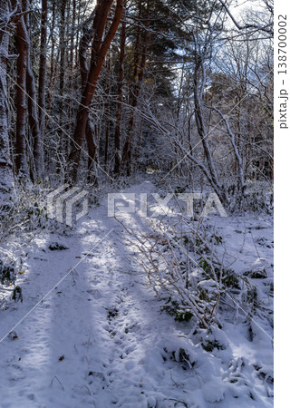 日差しの入る雪の林道の風景 e-1 日差しの入る雪の林道の風景 e-1 138700002