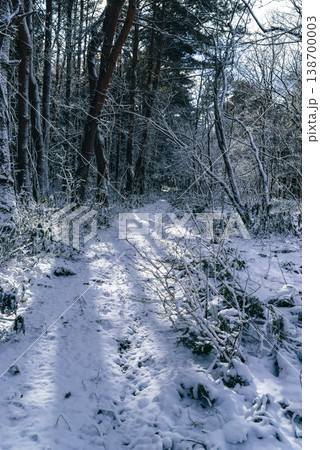 日差しの入る雪の林道の風景 e-2 寒色 日差しの入る雪の林道の風景 e-2 寒色 138700003