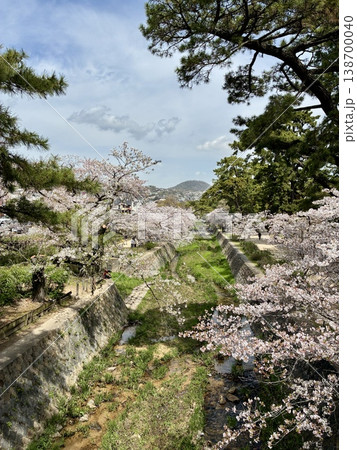 夙川の桜 夙川の桜 138700040