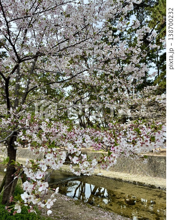 夙川の桜 夙川の桜 138700232