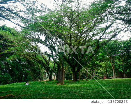 Lush green canopy spreads wide and proud Lush green canopy spreads wide and proud 138700238