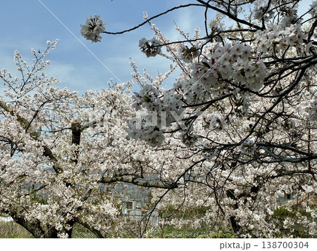 春爛漫ー夙川の桜 春爛漫ー夙川の桜 138700304