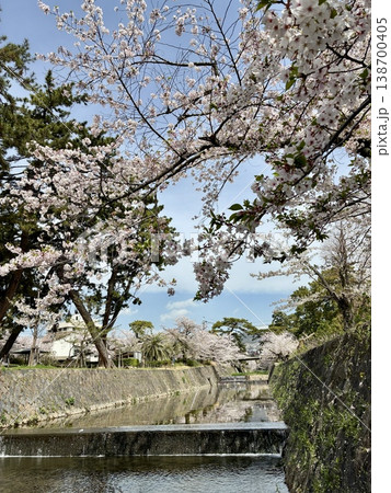 夙川の桜 夙川の桜 138700405