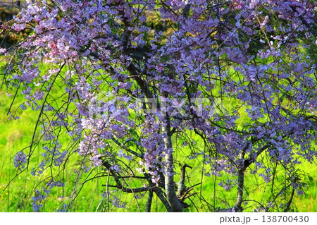 桜のある風景絵画の世界 桜のある風景絵画の世界 138700430