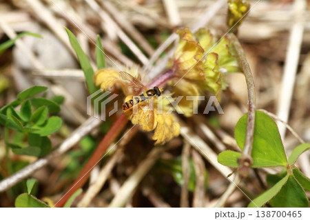 春の雑草にとまるヒラタアブの仲間 138700465