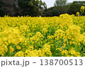 菜の花畑 138700513
