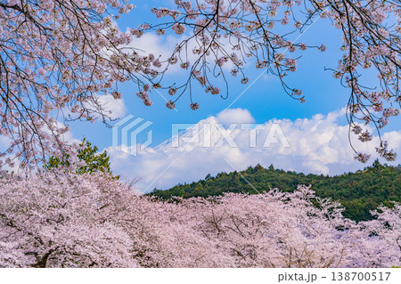 (静岡県)岩本山公園・満開の桜と富士山 (静岡県)岩本山公園・満開の桜と富士山 138700517