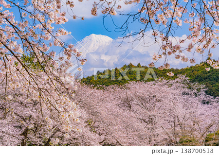 (静岡県)岩本山公園・満開の桜と富士山 (静岡県)岩本山公園・満開の桜と富士山 138700518