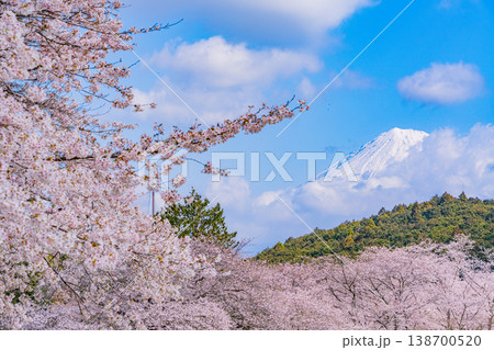(静岡県)岩本山公園・満開の桜と富士山 (静岡県)岩本山公園・満開の桜と富士山 138700520