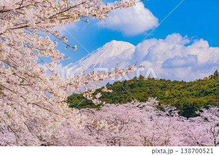 (静岡県)岩本山公園・満開の桜と富士山 (静岡県)岩本山公園・満開の桜と富士山 138700521