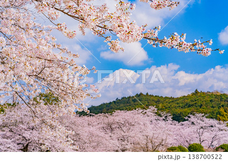 (静岡県)岩本山公園・満開の桜と富士山 (静岡県)岩本山公園・満開の桜と富士山 138700522