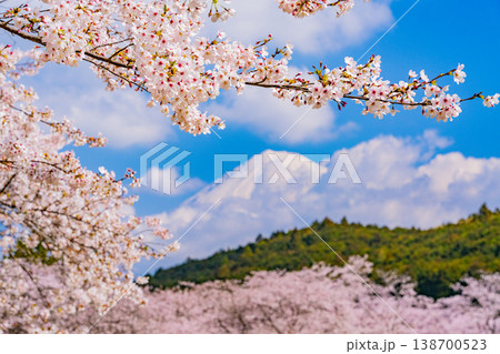 (静岡県)岩本山公園・満開の桜と富士山 (静岡県)岩本山公園・満開の桜と富士山 138700523