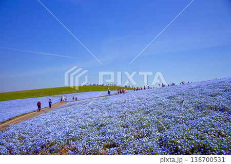 ネモフィラの丘を歩く観光客 138700531