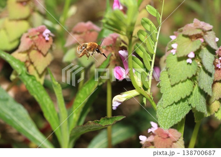 ヒメオドリコソウなどの春の花の蜜を求めて飛び回るヒゲナガハナバチ ヒメオドリコソウなどの春の花の蜜を求めて飛び回るヒゲナガハナバチ 138700687