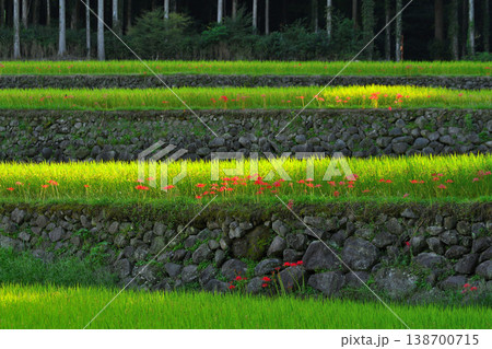 幸田の棚田 138700715