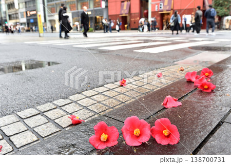 雨上がりの銀座通りと花椿通り交差点に落ちていた椿の紅い花 138700731