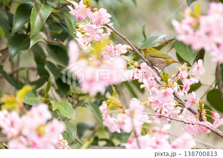 緑の葉と河津桜の中のメジロ／生命感あふれる早春の野鳥 138700813