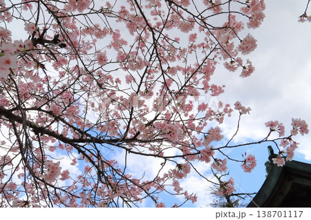 桜　雲の多い青空　瓦屋根 138701117