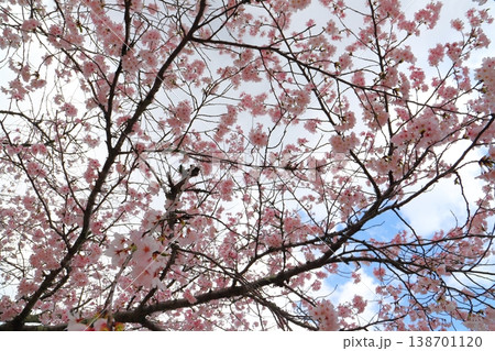 桜　雲の多い青空 138701120