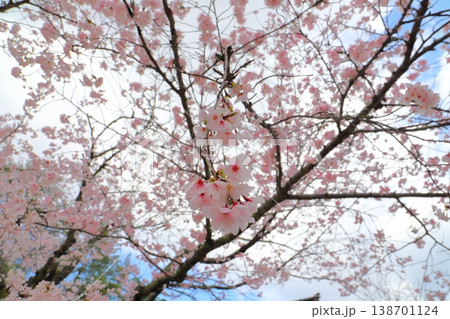 桜　雲の多い青空　アップ 138701124
