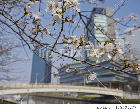 水都大阪、ビル街に咲き誇る春の息吹と桜 水都大阪、ビル街に咲き誇る春の息吹と桜 138701277