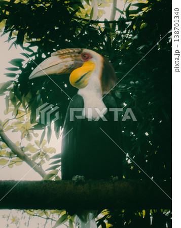 Large hornbill perches on a mossy branch Large hornbill perches on a mossy branch 138701340