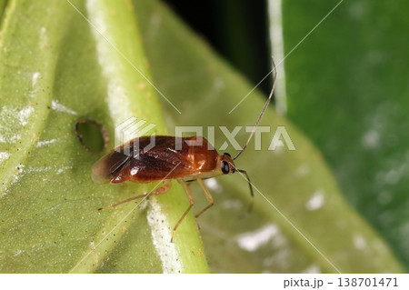生き物　昆虫　リュウキュウハナアカカスミカメ、三月の石垣島で。大きさは六ミリ前後です 138701471