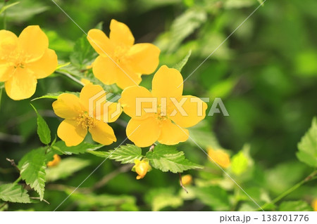 満開の山吹(ヤマブキ)の花 満開の山吹(ヤマブキ)の花 138701776
