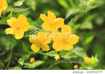 満開の山吹(ヤマブキ)の花 満開の山吹(ヤマブキ)の花 138701777