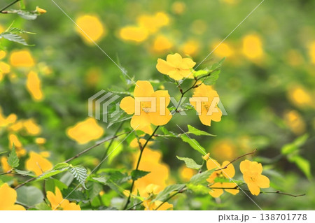 満開の山吹(ヤマブキ)の花 満開の山吹(ヤマブキ)の花 138701778