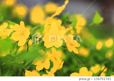 満開の山吹(ヤマブキ)の花 満開の山吹(ヤマブキ)の花 138701781