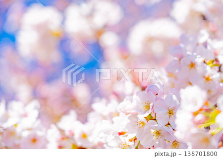 青空バックに、満開の桜の花 青空バックに、満開の桜の花 138701800
