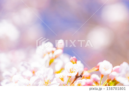青空バックに、満開の桜の花 138701801