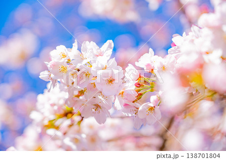 青空バックに、満開の桜の花 138701804