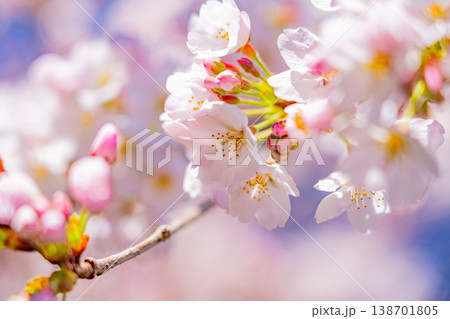 青空バックに、満開の桜の花 青空バックに、満開の桜の花 138701805