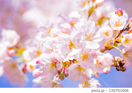 青空バックに、満開の桜の花 138701806