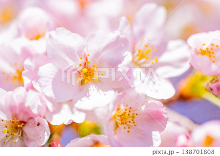 青空バックに、満開の桜の花 138701808