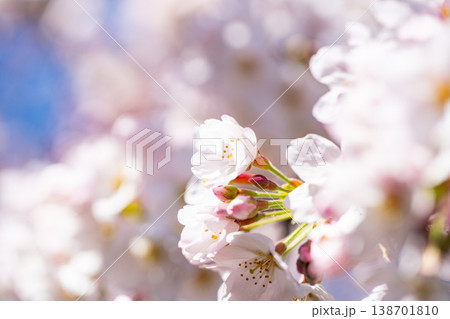 青空バックに、満開の桜の花 138701810