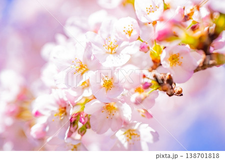 青空バックに、満開の桜の花 青空バックに、満開の桜の花 138701818