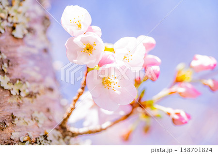 青空バックに、満開の桜の花 138701824
