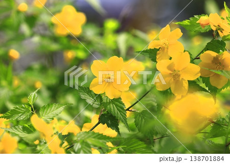 満開の山吹（ヤマブキ）の花　 138701884
