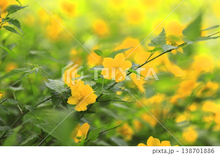 満開の山吹（ヤマブキ）の花　 138701886