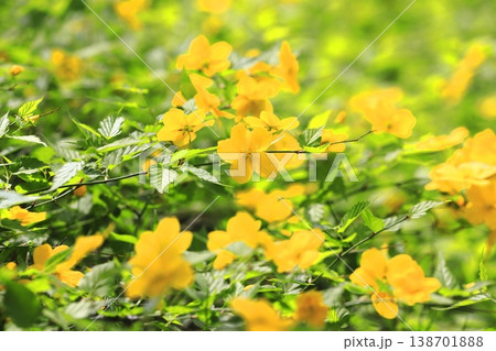 満開の山吹（ヤマブキ）の花　 138701888