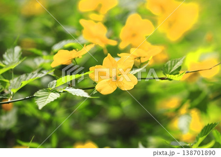 満開の山吹（ヤマブキ）の花　 138701890